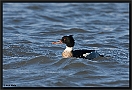 Middelste Zaagbek, Red-breasted Merganser, Mergus serrator Location: Lauwersoog, the Netherlands middelste zaagbek MG 9023 kopie